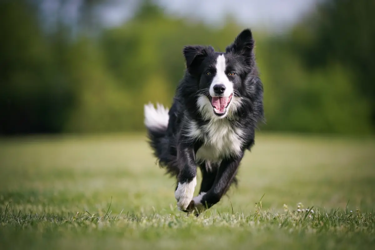 Dog running on the grass