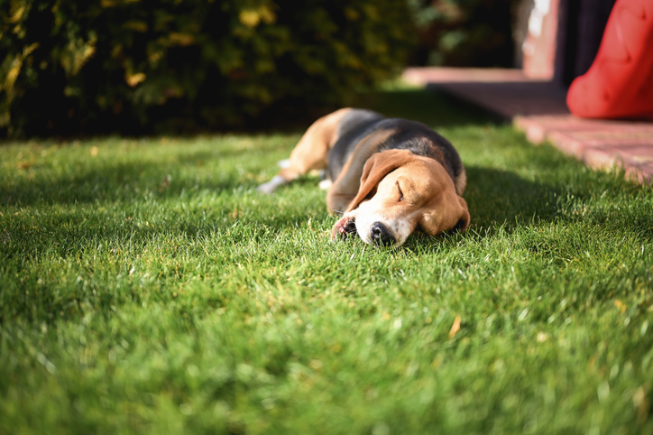 outdoor toxins for dogs