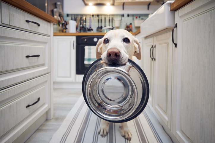 Dog holding a stainless steel food bowl