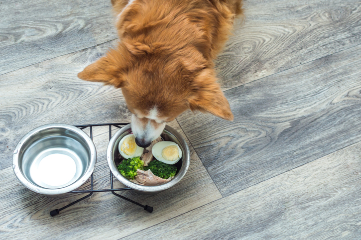 Dog kibble bowl with fresh food toppers