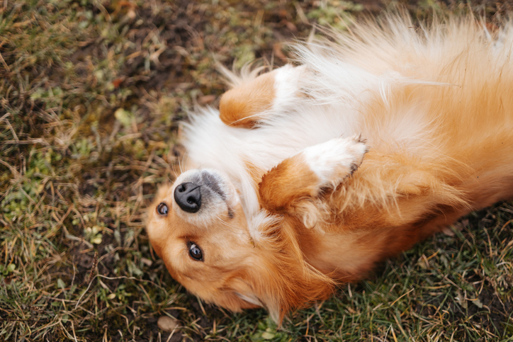 gut health for dogs