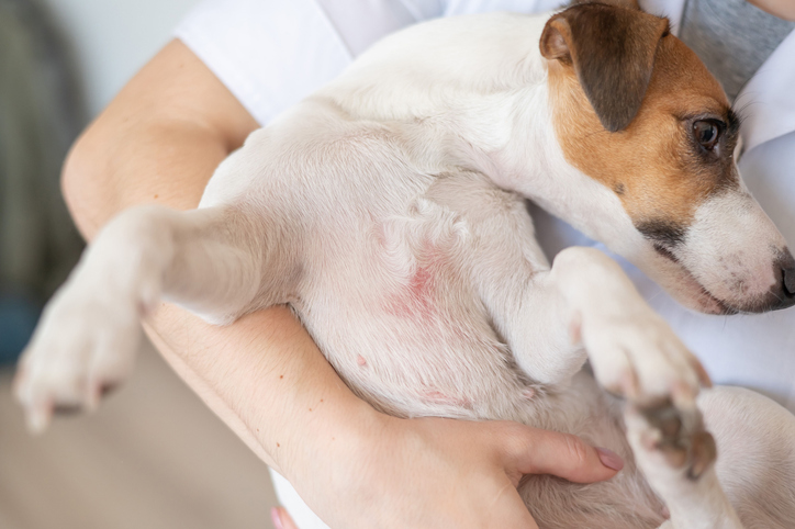 probiotics for dogs gut and skin health