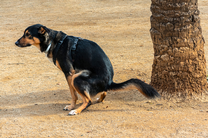 what your dog’s poop means