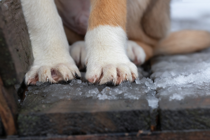 winter paw care for dogs