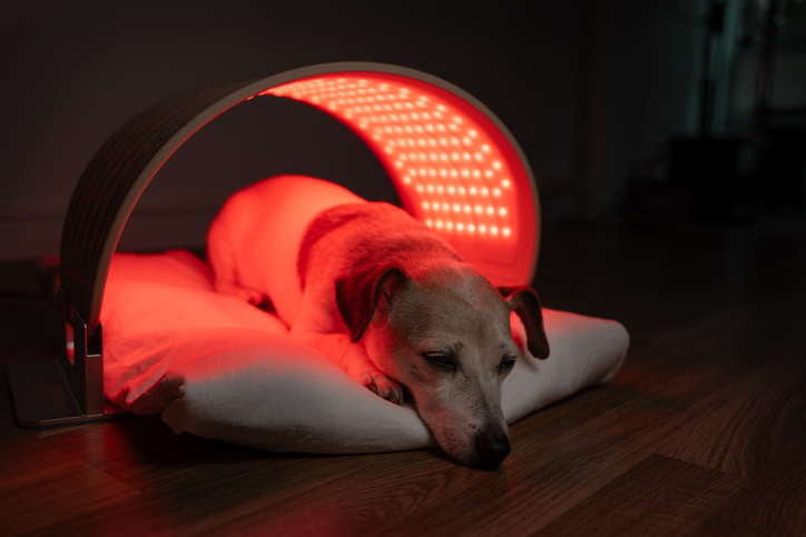red light therapy for dogs
