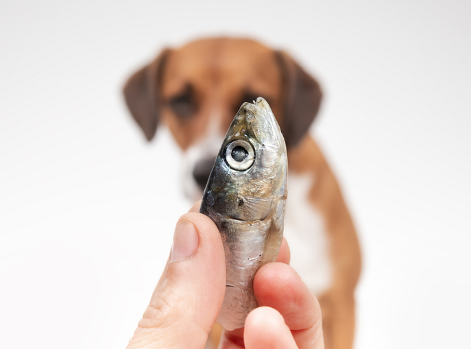 sardines for dogs