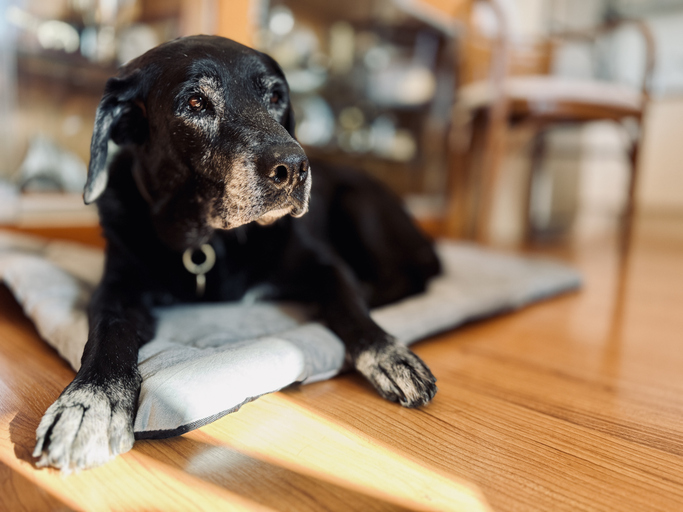 early signs of aging in dogs